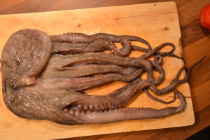 oktopus1