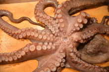 oktopus2